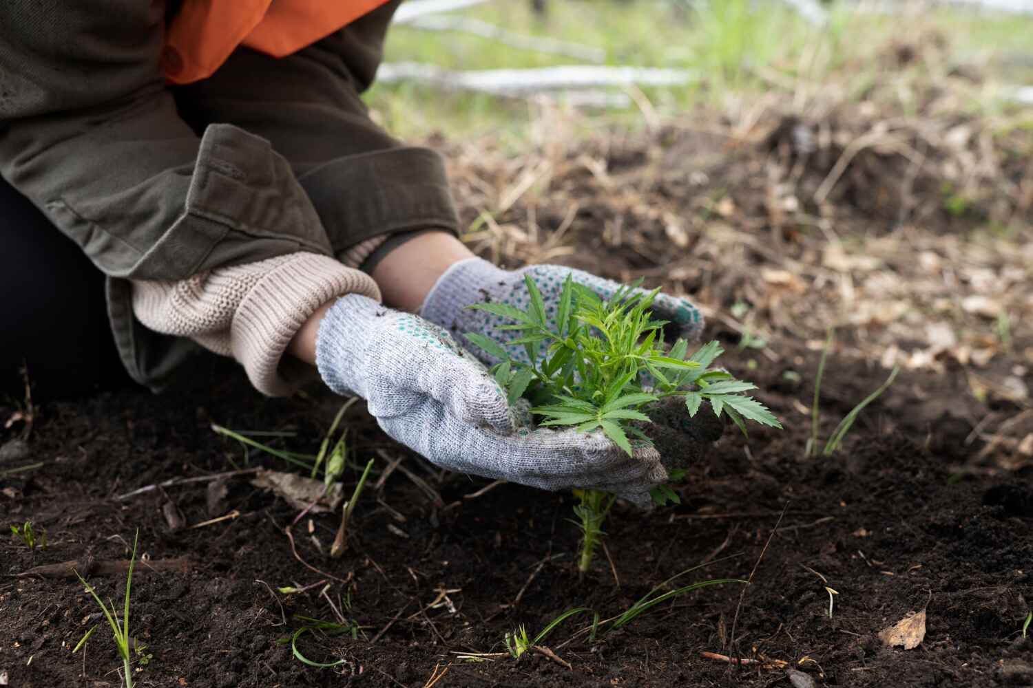 Tree Health Inspection in Iraan, TX